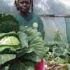 Ruth Muriuki in the greenhouse she built with the help of a microloan. Credit: Isaiah Esipisu/IPS