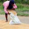 A female farmer in Northern Philippines struggles to gather sufficient yields as a result of climate change. Credit:  Kara Santos/IPS