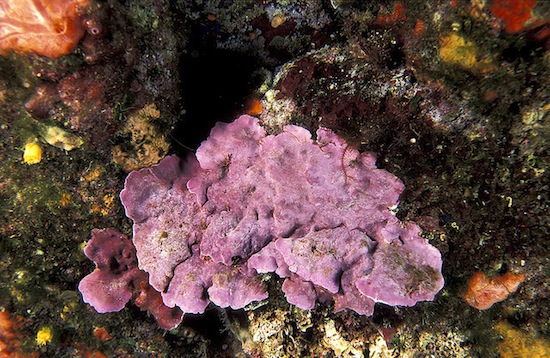 Mediterranean coralline algae has a strong, adverse reaction to ocean acidification. Credit:  David Luquet/IPS