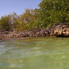 Mangroves form part of the fragile biodiverse ecosystem on Cozumel island that activists say projects like the wind farm will endanger. Credit: Clinton Little/CC BY 2.0