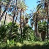 The Comondú oasis, one of the most seriously threatened in Baja California Sur, Mexico.  Credit: Courtesy of Micheline Cariño