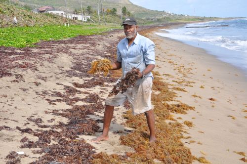 Dr. Barrington Brown holds freshly washed up Sargassum seaweed in one hand and older seaweed in the other.  Credit: Desmond Brown/IPS