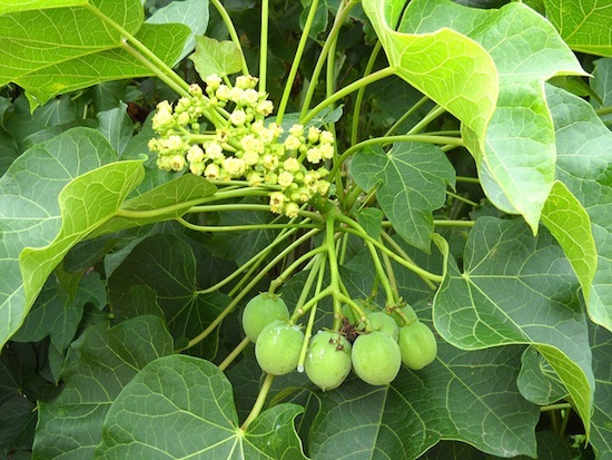 An estimated 400 million jatropha saplings and seedlings were planted across Indonesia in a biofuel drive between 2005-2008. Credit:  Manipadma Jena/IPS