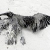 Bird washed ashore in Perdido Key, Florida. Credit: Susan Keith/IPS