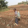Olivier Forgha Koumbou’s son waters his thriving farm in Santa, in Cameroon’s North West region.  Credit: Ngala Killian Chimtom/IPS