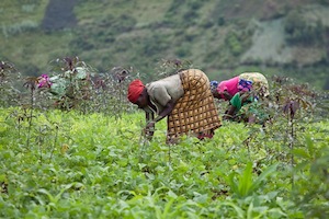 Farmers in the Democratic Republic of Congo are embracing a new variety of cassava.  Credit: Credit: André Thiel/Flickr 