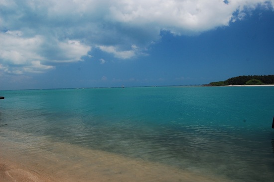 A glimpse of seagrass close to the seashore of the Gulf of Mannar Marine National Park, which is home to a spectrum of marine wildlife Credit: Malini Shankar/IPS