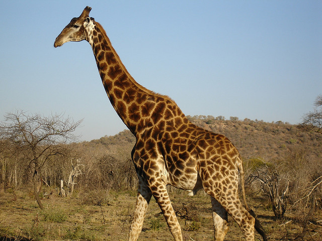Are the Benefits of Tourism Just Skin Deep? - A giraffe in the Madikwe Game Reserve in South Africa’s North West Province. Credit: Nalisha Adams/IPS