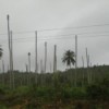An infected palm dies within 3 to 6 months and coastal dwellers lose a valuable source of income. Credit: M Dollet/CIRAD