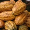 Cocoa pods. Credit:  Francis Kokutse/IPS