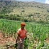 Strong demand for land for subsistence farming is not yet recognised by government policy in Southern Africa. Credit:  Programme for Land and Agrarian Studies