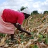 Small-scale farmer Ruth Chikweya working on her land near Harare. Credit:  Tonderai Kwidini/IPS