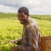 Worker David Mwangi picks tea leaves on a farm in Kiambu District, Central Kenya Credit:  Charles Wachira/IPS
