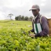 Wanjohi Wambugu is one of the workers on a farm in Kiambu district, central Kenya, that produces tea for export. Credit:  Charles Wachira/IPS