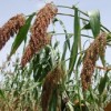Environmentalists fear GM varieties will contaminate Africa's prized sorghum heritage. Credit:  Africancrops.net
