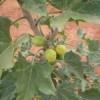 Jatropha berries: small-scale farmers in Kenya hope predictions of long-term profitability of biofuels are right. Credit:  John David Bwakali/IPS