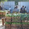 Disease-free plantations are essential to the production of the five billion dollars of bananas sold annually. Credit:  Busani Bafana/IPS
