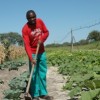 A student at Mashare Irrigation Training Centre in Namibia tends to his crops. Many graduates are still waiting for farmland that was promised to them by the government. Credit:  Servaas van den Bosch/IPS