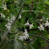 Moringa flowers - the seeds of this versatile tree can be used to sterilise drinking water. Credit:  J.M. Garg/Wiki Commons