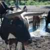 Sanga cattle at the water point. Though cattle consume the most water, the poor may be subsidising water for richer livestock owners. Credit:  Servaas van den Bosch/IPS