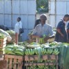 Timely and appropriate information sent to farmers' phones can boost production of bananas, an East African staple. Credit:  Busani Bafana/IPS
