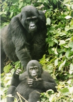 Mountain gorillas in Bwindi National Park, Uganda. Credit:  Wambi Michael/IPS