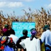 Insect-resistant Bt corn varieties at a test site in Kenya. Credit:  Dave Hoisington/CIMMYT