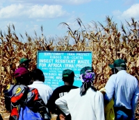 Insect-resistant Bt corn varieties at a test site in Kenya. Credit:  Dave Hoisington/CIMMYT