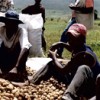 Angolan potato farmers: "If you don't do agriculture, you don't eat," says Clinton. Credit:  IRIN