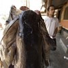Communities are taking charge of sustainable management of resources like these catfish. Credit:  Jessie Boylan/IPS