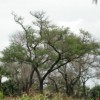 Faidherbia albida in a maize field in Burkina faso: this tree's leaves provide fertiliser for crops growing around it. Credit:  Marco Schmidt/Wikicommons