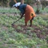The annual Stand Up, Take Action Campaign will seek commitment to support small farmers from Mozambican political campaigners. Credit:  Zahira Kharsany/IPS