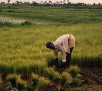Farming rice in Sierra Leone Credit:  Marc Rachou/Wikicommons