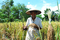 A farmers' empowerment program in the Philippines enables farm folk to breed traditional seed varieties that can survive dry spells.  Credit: MASIPAG