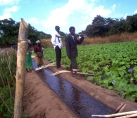 Malawi is seeking to shield progress in food security against drought by establishing extensive irrigation projects. Credit:  Ngolowindo Horticultural Cooperative Society/IPS