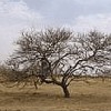 In addition to storing carbon, acacia trees like these will enrich the soil and produce gum arabica for sale by farmers. Credit: World Bank Carbon Finance Unit
