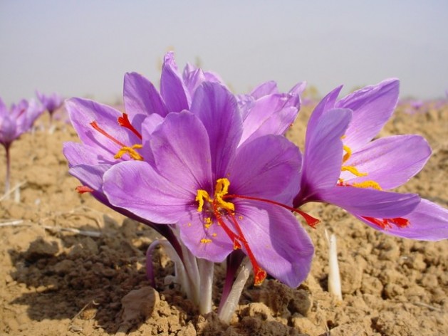 Saffron cultivation is facing decline in Kashmir. Credit: Sana Altaf/IPS.