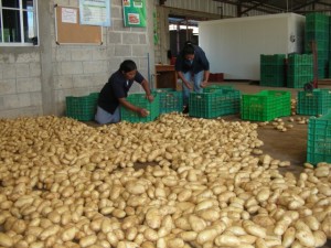 Cooperative members at the APROHFI wholesale centre select the best potatoes to sell to supermarkets. Credit: Thelma Mejía/IPS