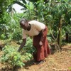 Baryabamu picks green leafy vegetables from her garden in drought-prone Uganda, irrigated with water from her rainwater tank. Credit: Wambi Michael/IPS