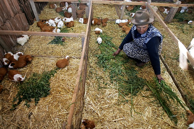 Teófila Anchahua raises guinea pigs in Peru’s southern highlands with the help of a microloan. Credit: Julio Angulo/IPS Teófila Anchahua raises guinea pigs in Peru’s southern highlands with the help of a microloan. Credit: Julio Angulo/IPS
