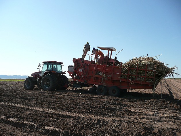 Angola is now focusing on cash crops. This is a new sugarcane plantation in Malange, Angola. Credit: Louise Redvers/IPS Angola is now focusing on cash crops.