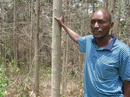 Peter Nyaga surveys his four-year-old eucalyptus woodlot. Credit:Isaiah Esipisu/IPS