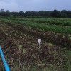Everything produced on the Haciendita KM 47 is “ecologically correct and very tasty.” Credit: Fabiana Frayssinet/TerraViva