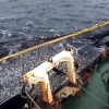 Overexploitation threatens the Chilean jack mackerel. Credit: Courtesy of Fundación NuestroMar