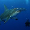 A photographer dives near a great hammerhead shark. Credit: Jim Abernethy - Courtesy of the Pew Environment Group