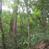 Deforestation in Venezuela is reducing absorption of CO2. Credit: Fidel Márquez/IPS