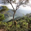 Agroforestry contributes to the recovery of water sources. Credit: Courtesy of ACICAFOC 