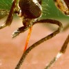 Global warming may be affecting the occurrence and spread of tropical diseases carried by vectors like the Aedes aegypti mosquito. Credit: Jentavery/CC BY 2.0