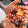 Because Cameroon is a major new palm-oil producer, many worry that what happens with the Herakles deal could set a precedent for the entire continent. Credit: One Villiage Initiative/CC by 2.0