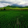 The Chinese government collaborated with Madagascar in establishing a centre for hybrid rice development, where the average yield per hectare is two to three times higher than the average output of local rice Credit: Charlie Fong/public domain